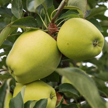 Goldenir alma