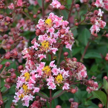 Selyemmirtusz - Lagerstroemia Indica &#039;Berlingot Menthe&#039;