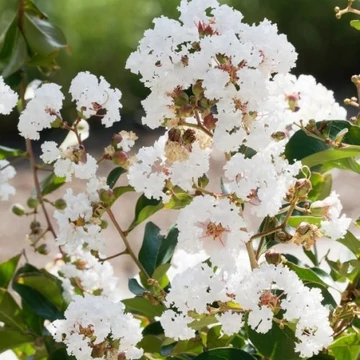 Selyemmirtusz - Lagerstroemia Indica 'Nivea'
