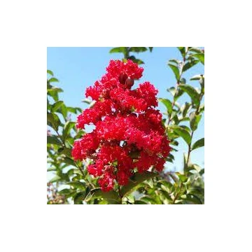 Selyemmirtusz - Lagerstroemia Indica 'Dynamite'