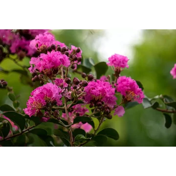 Selyemmirtusz - Lagerstroemia Black Diamond 'Purely Purple'