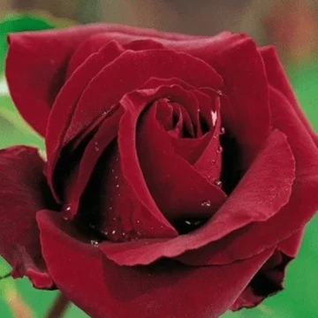 Törzses rózsa-Rosso Scuro