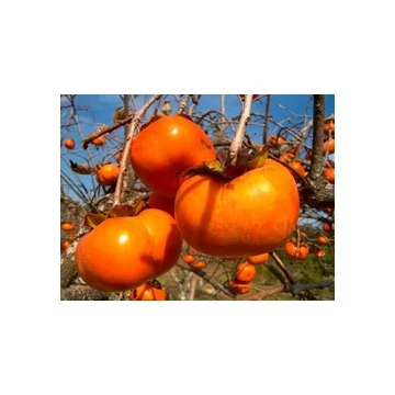 Datolyaszilva - Diospyros kaki &#039;Ragno&#039;