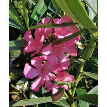 Leander - Nerium Oleander 'Rosa'