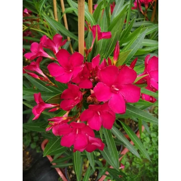 Leander - Nerium Oleander 'Rosso'