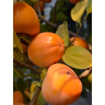 Datolyaszilva - Diospyros kaki &#039;Sharon&#039;