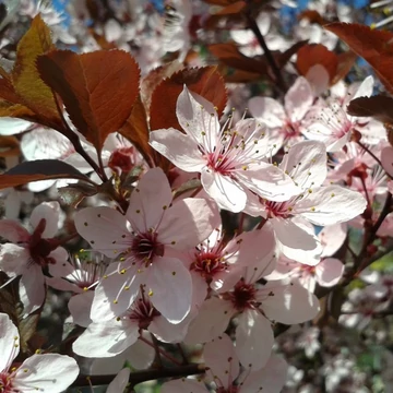Vérszilva - Prunus cerasifera &#039;Woodi&#039;