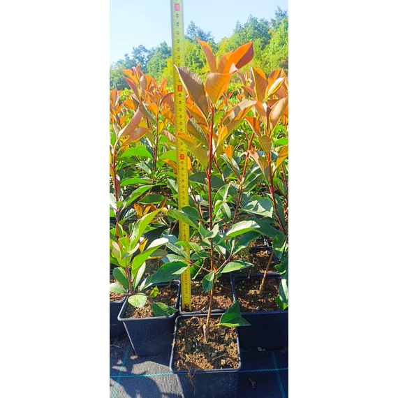 Korallberkenye - Photinia x fraserii Red Robin