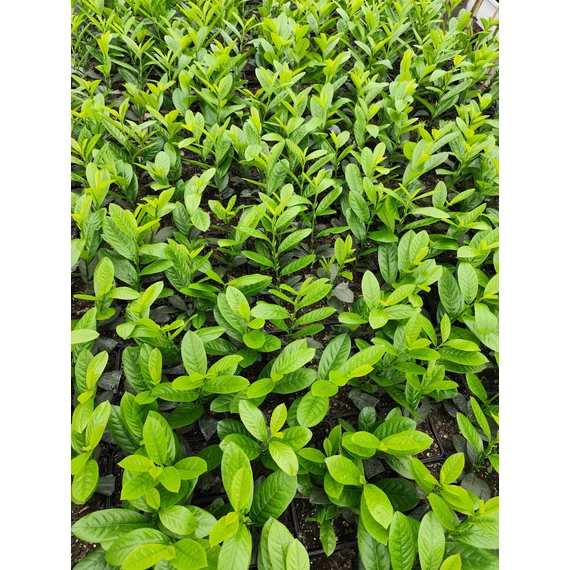 Babérmeggy - Prunus l. Novita Szállítás: május 25.-e után