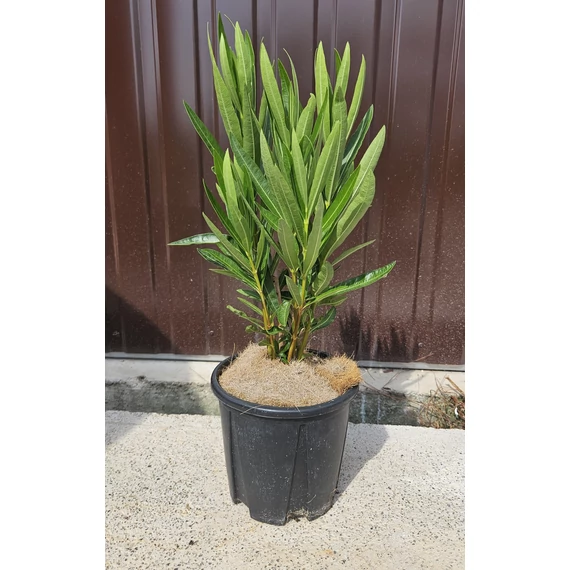 Leander - Nerium Oleander 'Giallo'