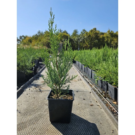 50 cm Leylandi ciprus 'Oger' - Cupressocyparis leylandii 'Oger'