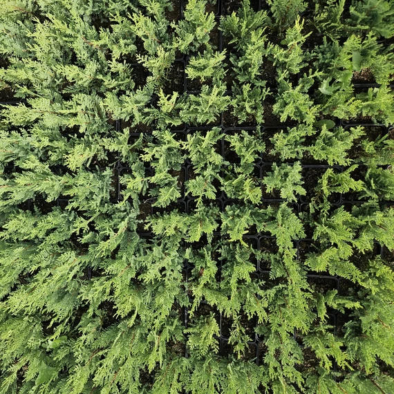50 cm Leylandi ciprus 'Oger' - Cupressocyparis leylandii 'Oger'