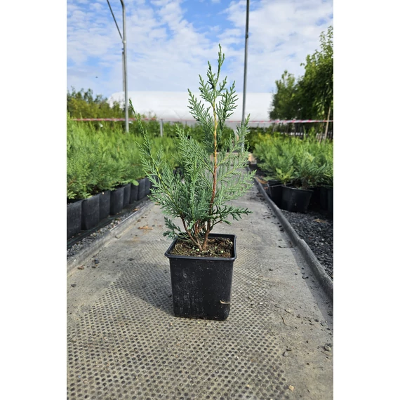 40 cm Leylandi ciprus 'alapfaj'  - Cupressocyparis leylandii 'alapfaj'