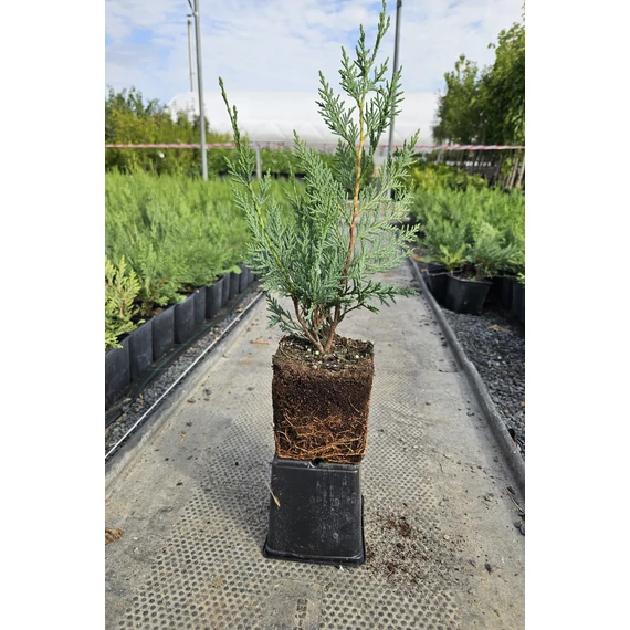 40 cm Leylandi ciprus 'alapfaj'  - Cupressocyparis leylandii 'alapfaj'