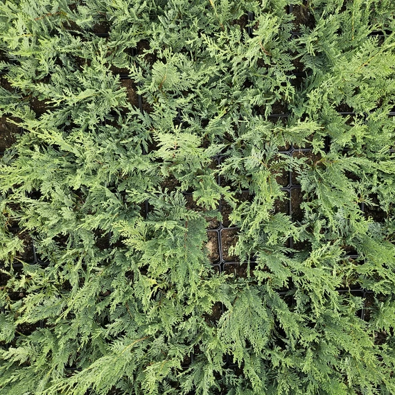 40 cm Leylandi ciprus 'alapfaj'  - Cupressocyparis leylandii 'alapfaj'