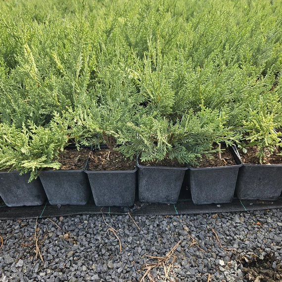 40 cm Leylandi ciprus 'alapfaj'  - Cupressocyparis leylandii 'alapfaj'