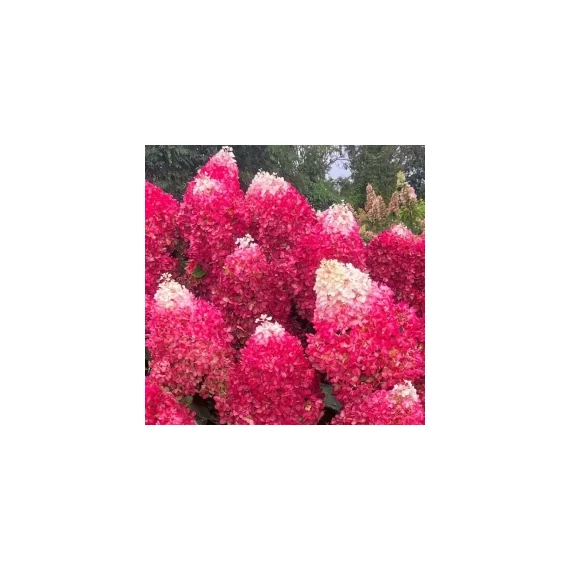 Bugás hortenzia - Hydrangea paniculata 'Graffiti'