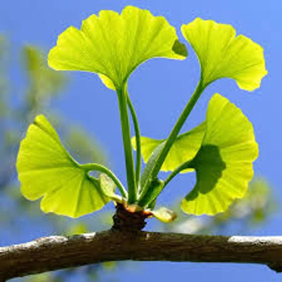 Ginkgo Biloba - Páfrányfenyő