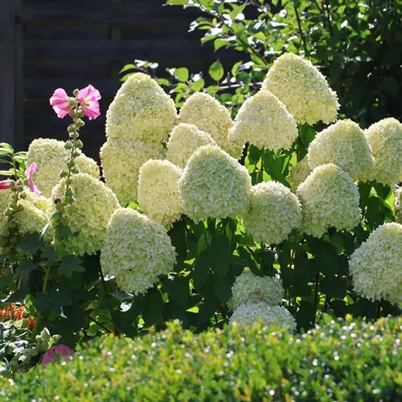 Bugás hortenzia - Hydrangea paniculata 'Hercules'