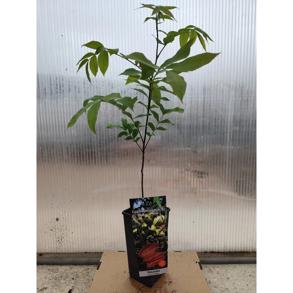Pekándió magonc- Carya illinoinensis
