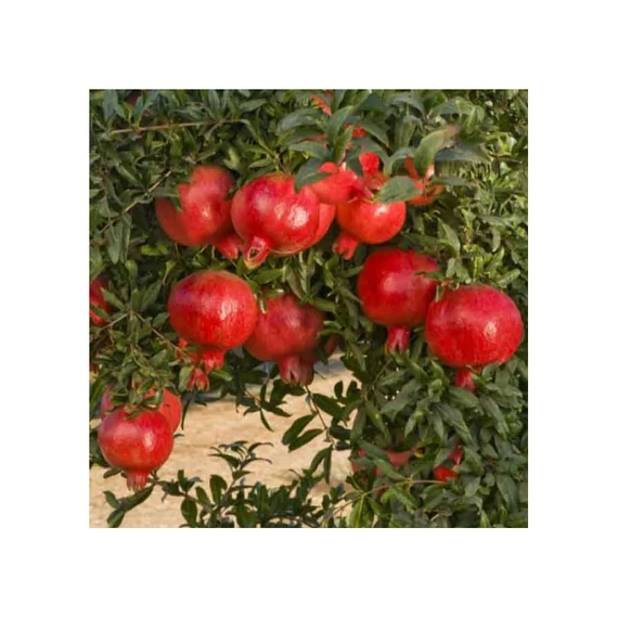 Gránátalma - Punica Granatum 