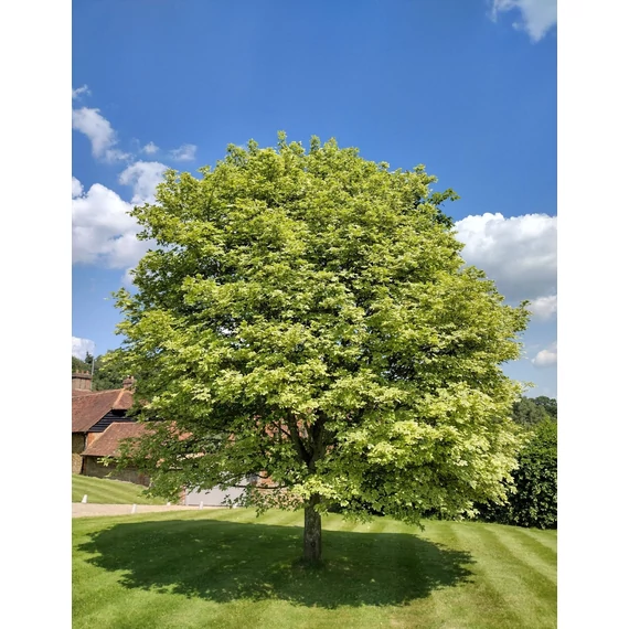Korai juhar - Acer platanoides