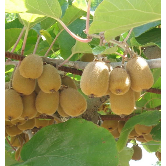 Öntermékeny kiwi - Actinidia chinensis- Jenny
