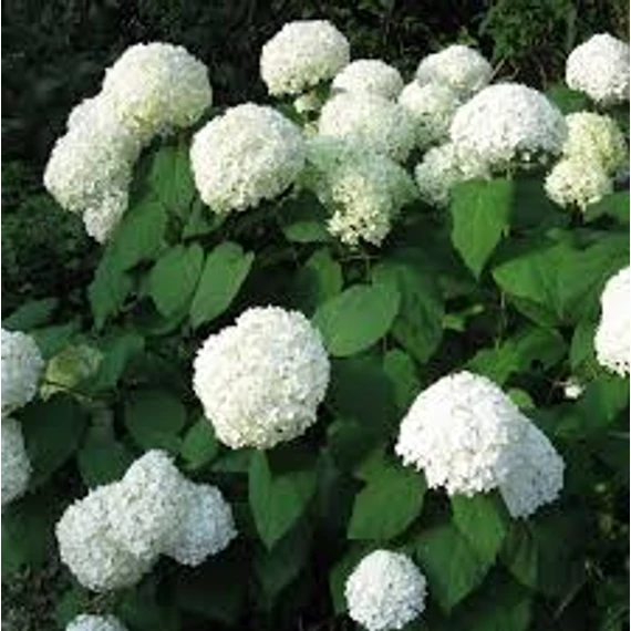 Cserjés hortenzia - Hydrangea arborescens 'Annabelle'