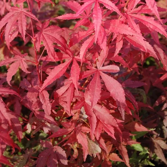 Japán juhar - Acer palmatum 'Atropurpureum'