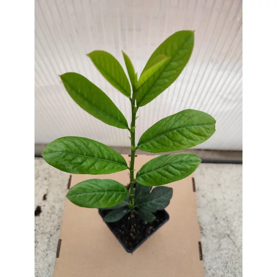 Babérmeggy - Prunus l. Novita Szállítás: május 25.-e után