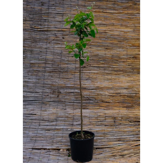Angersi birs