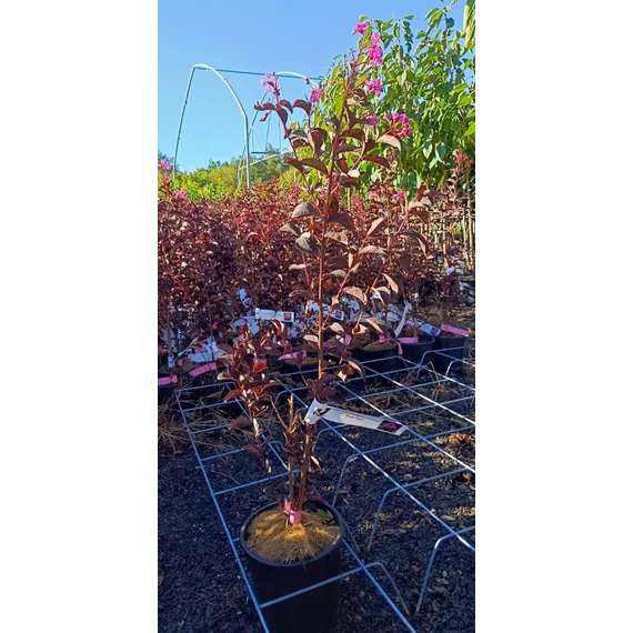 Selyemmirtusz - Lagerstroemia Black Diamond 'Shell Pink'