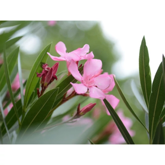 Leander - Nerium Oleander 'Fucsia'