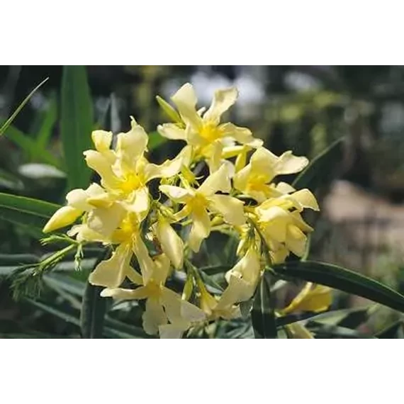 Leander - Nerium Oleander 'Giallo'