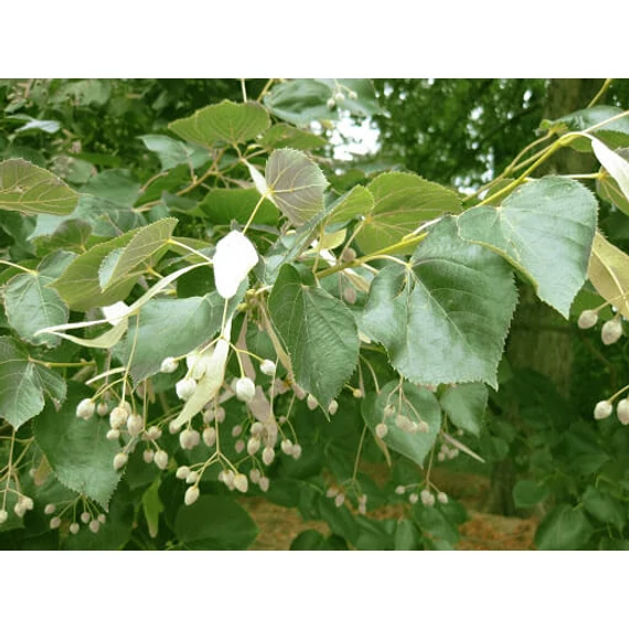 Kislevelű hárs - Tilia cordata