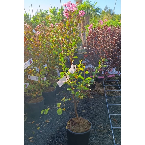 Selyemmirtusz - Lagerstroemia Indica 'Dynamite'