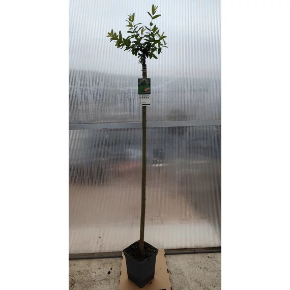 Törzses tarkalevelű japán fűz - Salix integra 'Hakuro Nishiki'