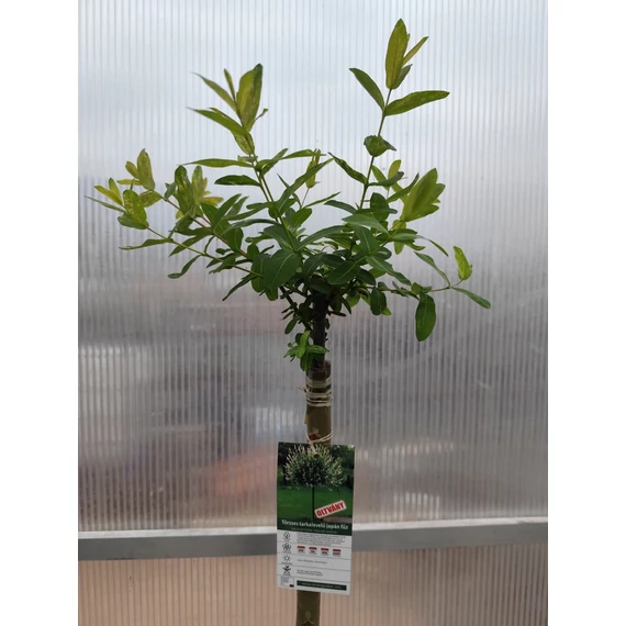 Törzses tarkalevelű japán fűz - Salix integra 'Hakuro Nishiki'