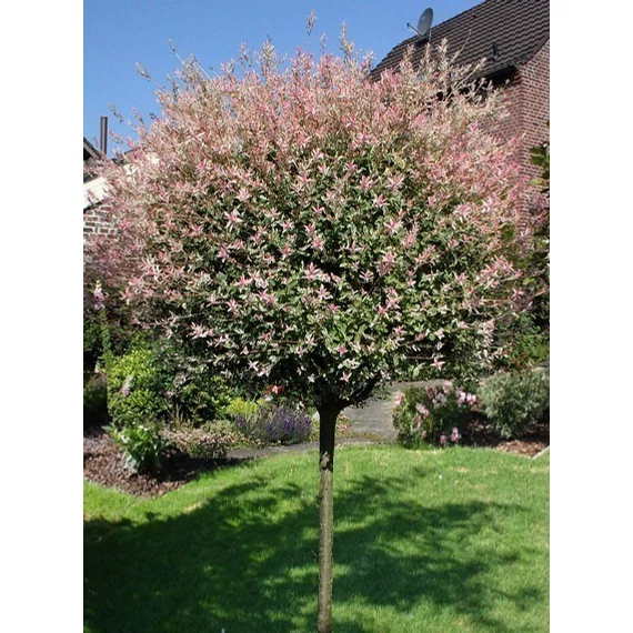 Törzses tarkalevelű japán fűz - Salix integra 'Hakuro Nishiki'