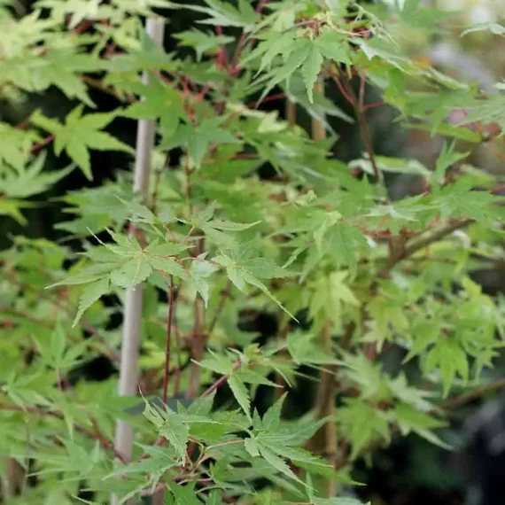 Japán juhar - Acer palmatum