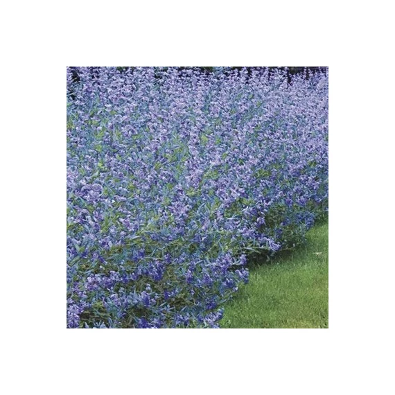 Angol Kékszakáll - Caryopteris 'Grand Bleu'