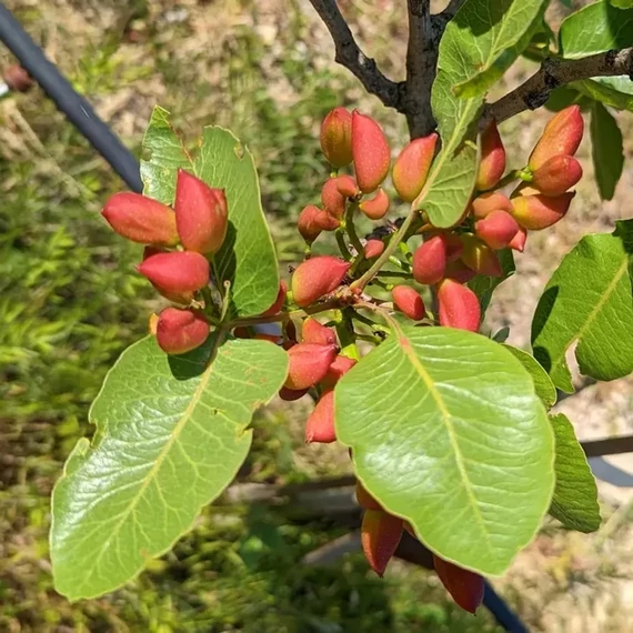 Pisztácia termős oltvány - Pistacia vera 'Kerman'