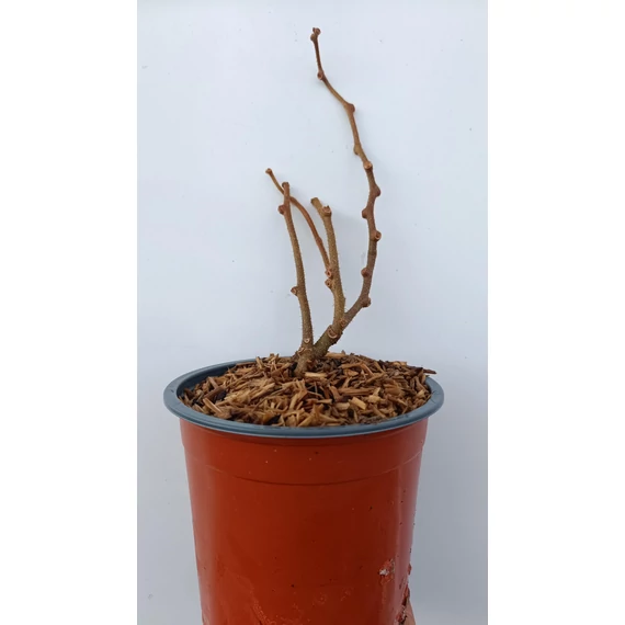 Öntermékeny kiwi - Actinidia chinensis- Jenny