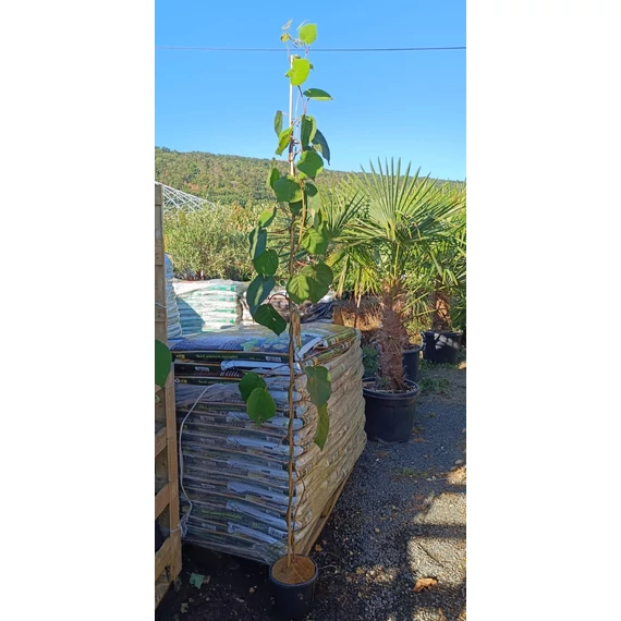 200 cm Kiwi Hayward- Tomuri csomag (5 db)