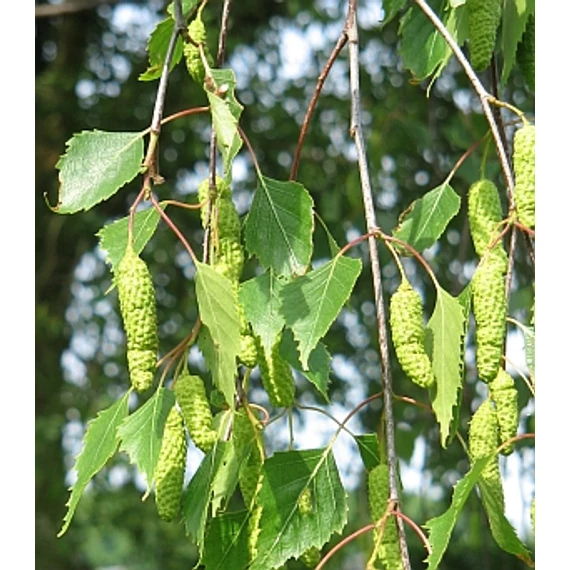 Közönséges nyír - Betula Pendula
