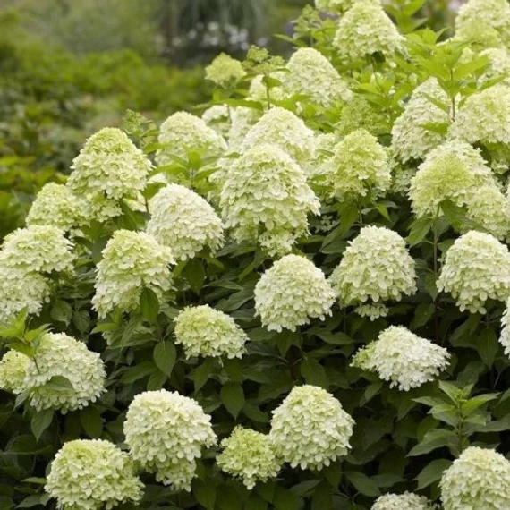 Bugás hortenzia - Hydrangea paniculata 'Limelight'