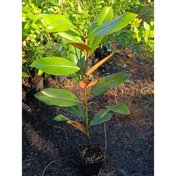 Örökzöld magnólia - Magnolia Grandiflora