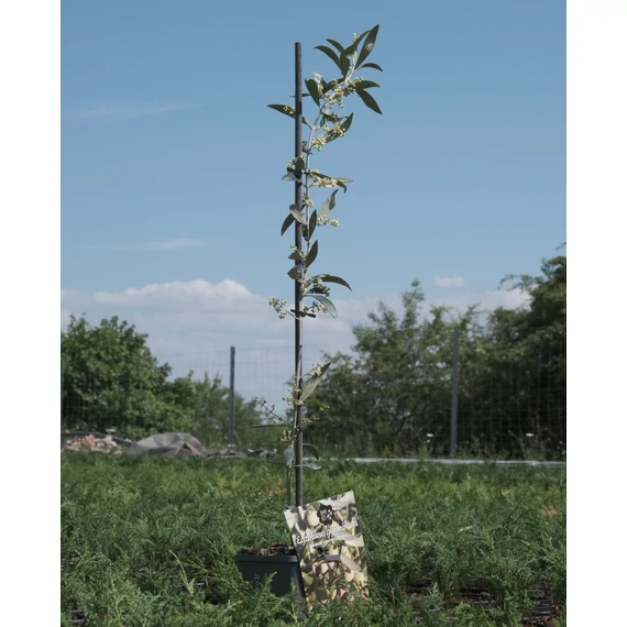 Olajfa - Olea Europea