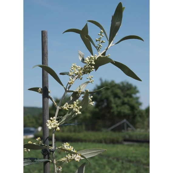 Olajfa - Olea Europea