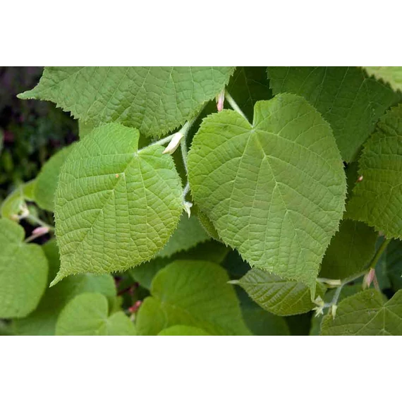 Nagylevelű hárs - Tilia platyphylla